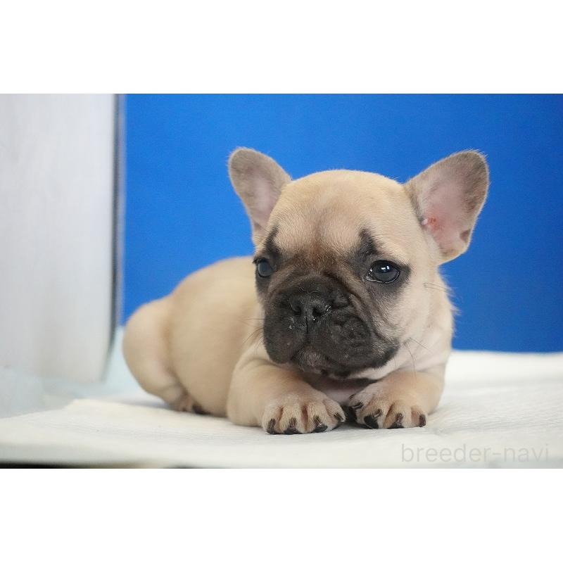 販売中の愛知県のフレンチブルドッグ-437877の9枚目