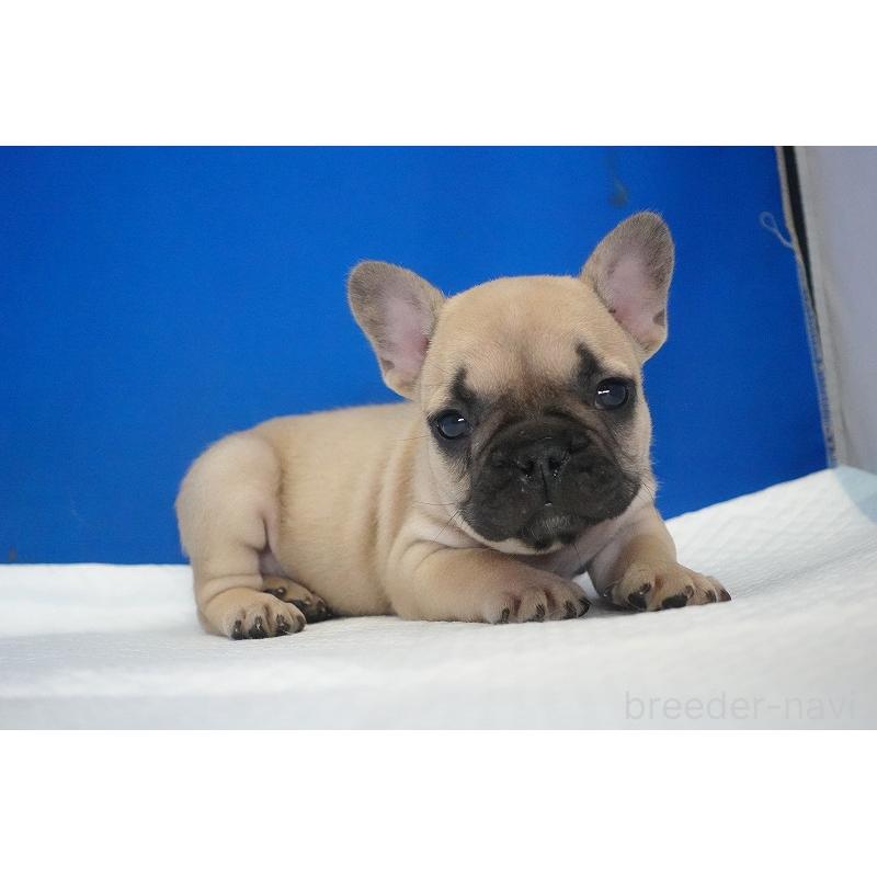 販売中の愛知県のフレンチブルドッグ-437877の7枚目