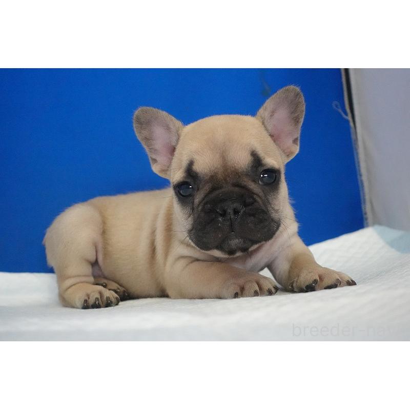 販売中の愛知県のフレンチブルドッグ-437877の5枚目