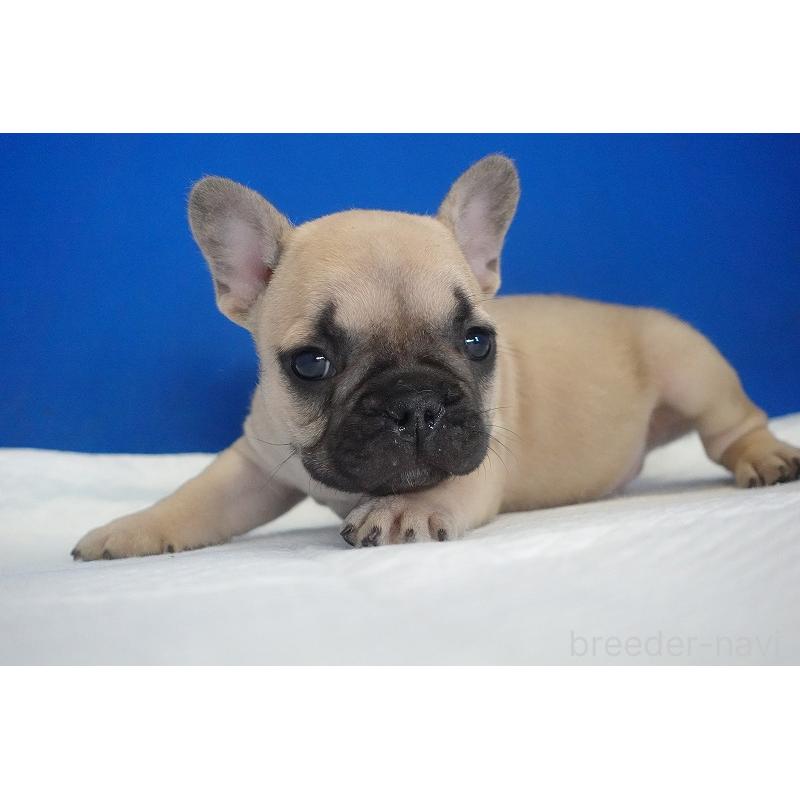 販売中の愛知県のフレンチブルドッグ-437877の4枚目