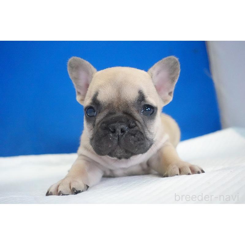 販売中の愛知県のフレンチブルドッグ-437877の3枚目