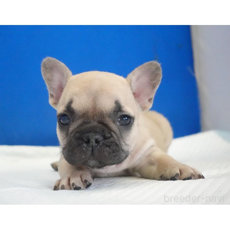 販売中の愛知県のフレンチブルドッグ-437877の2枚目