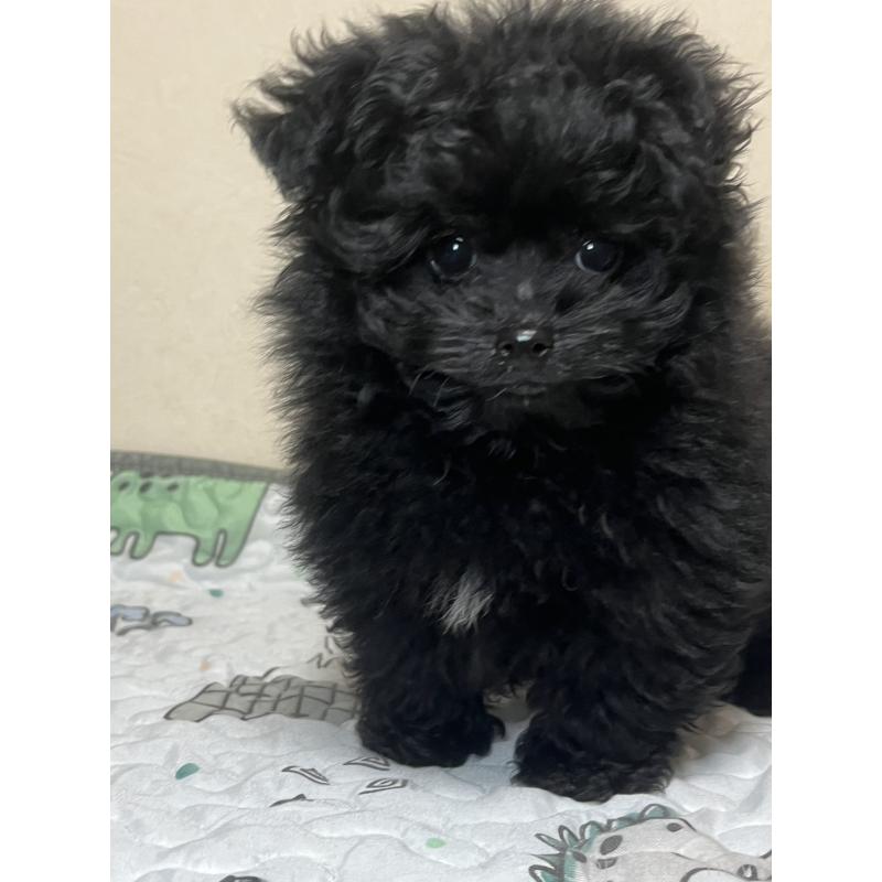 販売中の神奈川県のポメプー:ポメラニアン×トイプードル-437878の3枚目