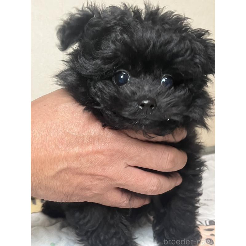 販売中の神奈川県のポメプー:ポメラニアン×トイプードル-437878の2枚目