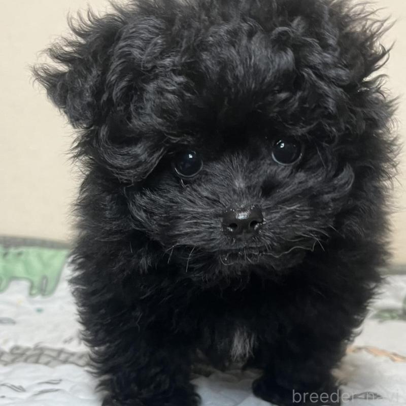 販売中の神奈川県のポメプー:ポメラニアン×トイプードル-437878の1枚目