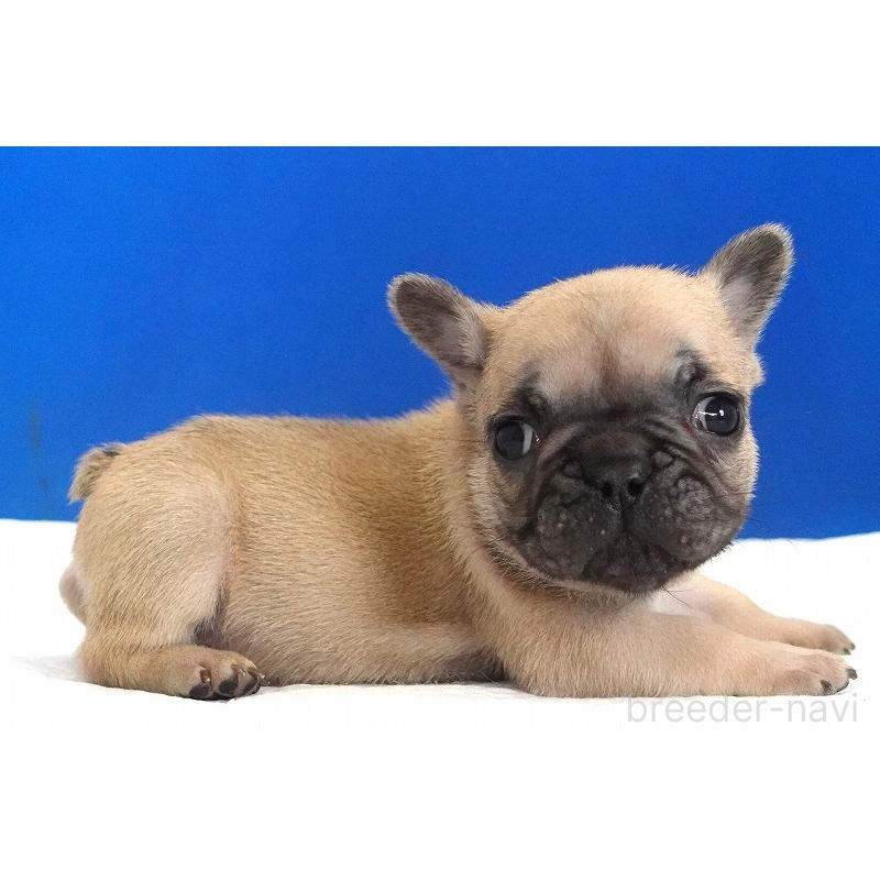 販売中の愛知県のフレンチブルドッグ-437879の10枚目