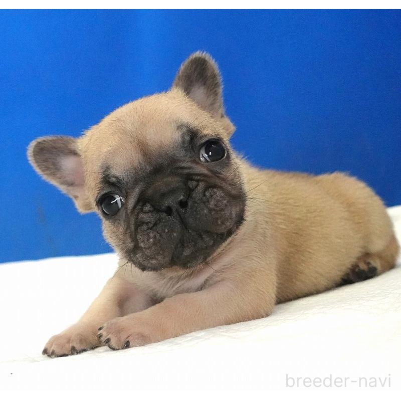 販売中の愛知県のフレンチブルドッグ-437879の9枚目