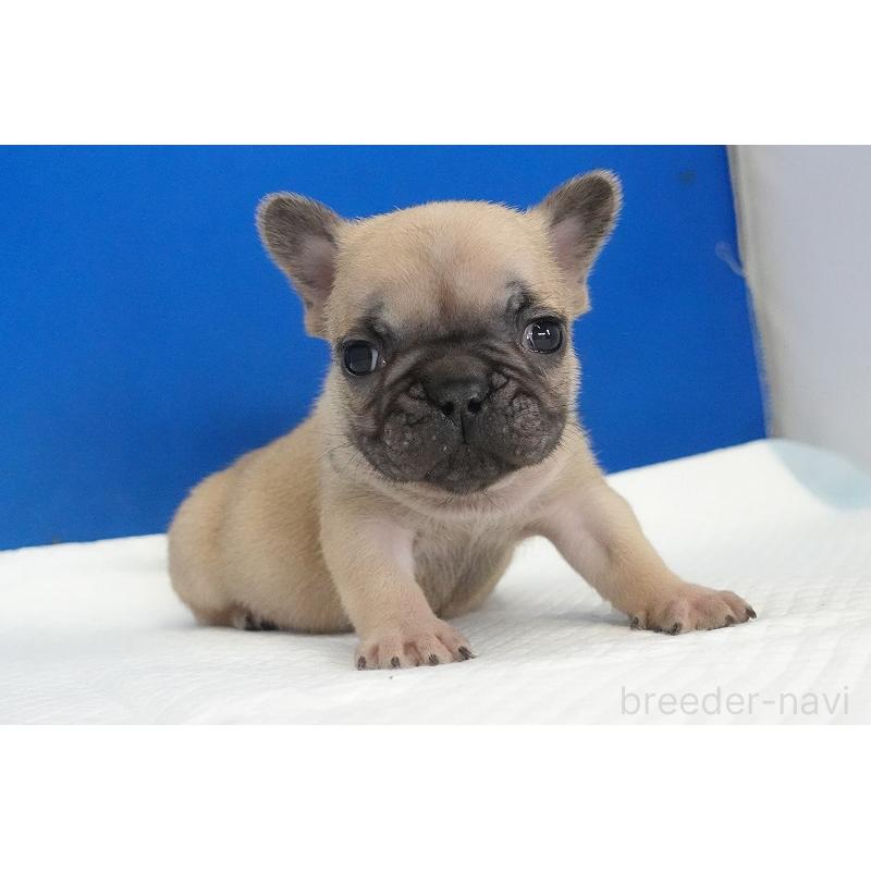 販売中の愛知県のフレンチブルドッグ-437879の8枚目