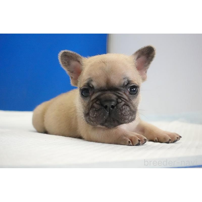 販売中の愛知県のフレンチブルドッグ-437879の7枚目