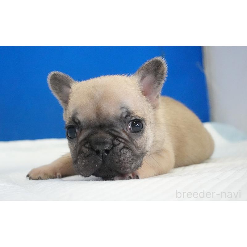 販売中の愛知県のフレンチブルドッグ-437879の6枚目
