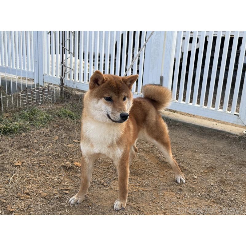 販売中の岡山県の柴犬-384347の4枚目