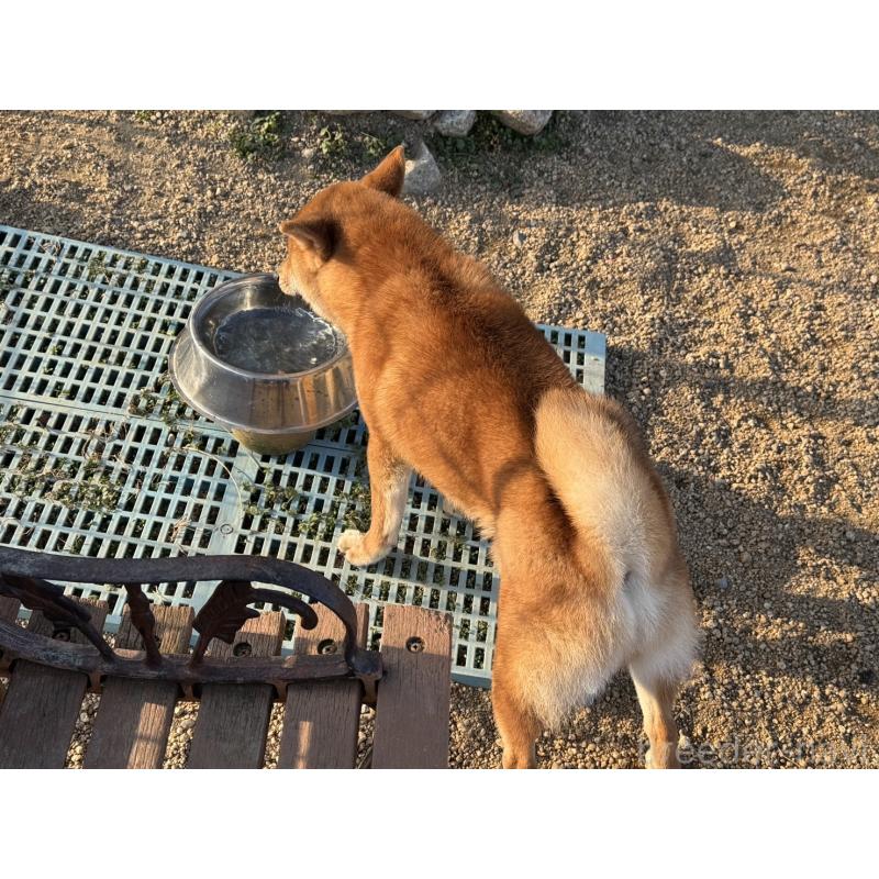 販売中の岡山県の柴犬-384347の2枚目