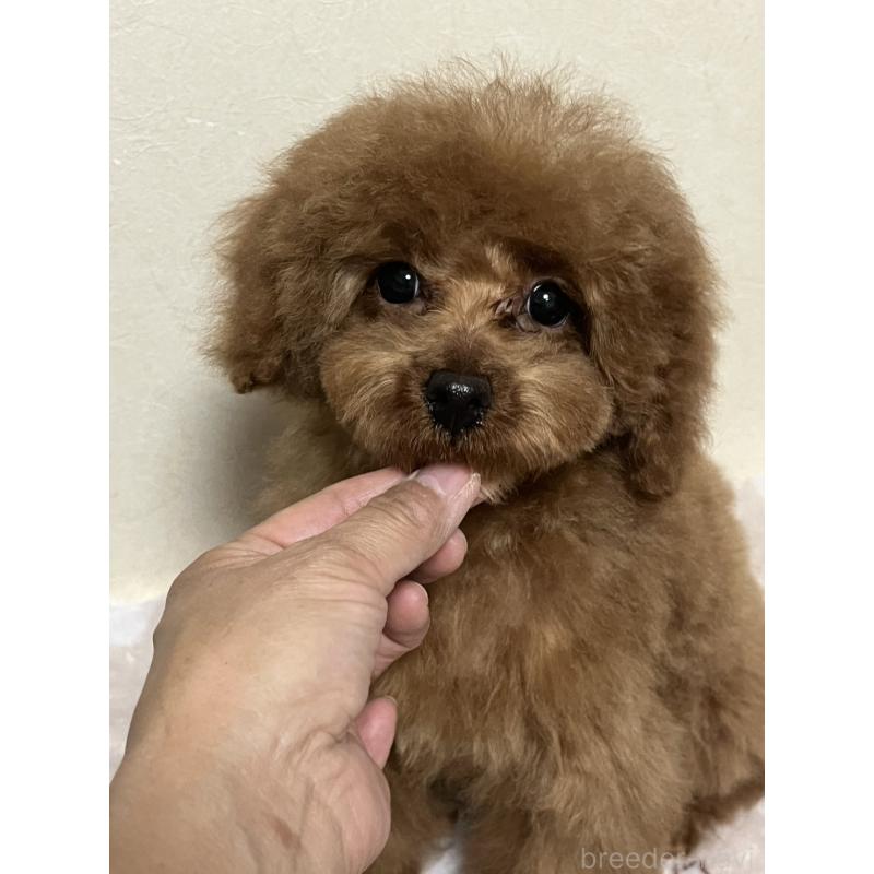 販売中の神奈川県のタイニープードル-437880の4枚目