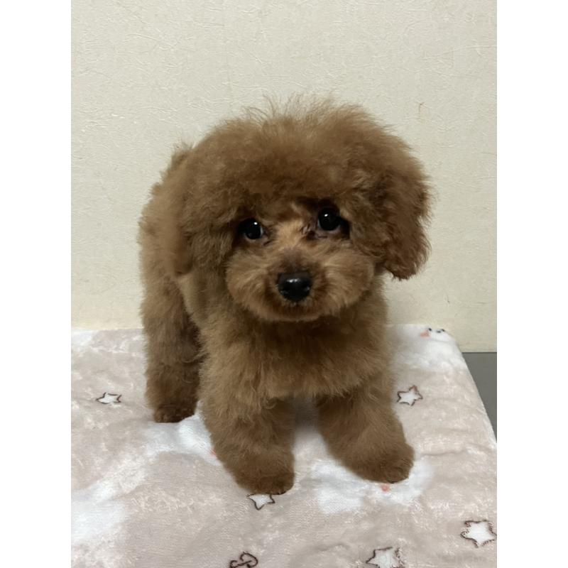 販売中の神奈川県のタイニープードル-437880の2枚目