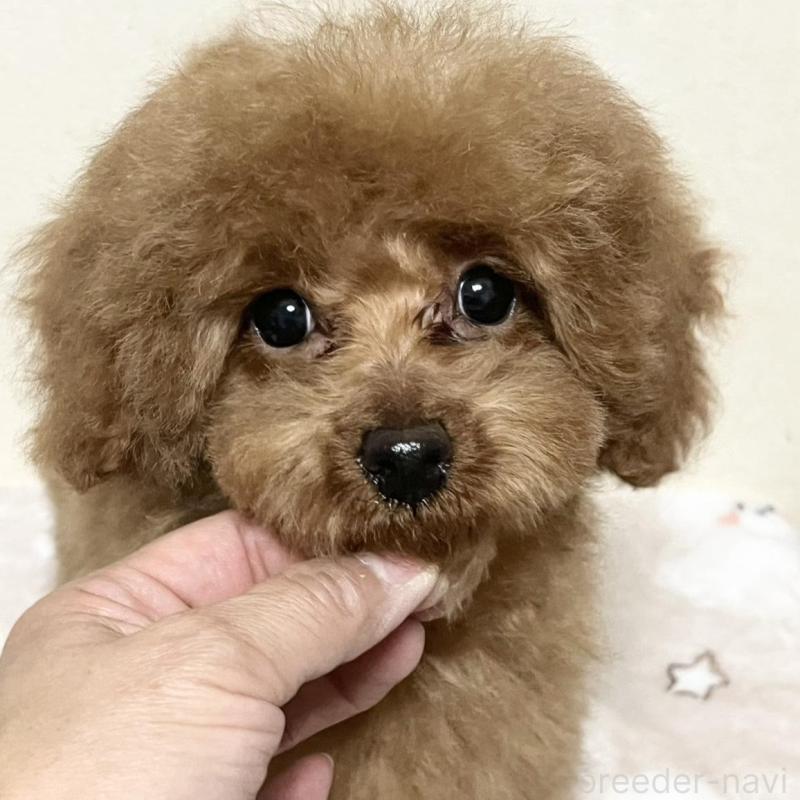 販売中の神奈川県のタイニープードル-437880の1枚目