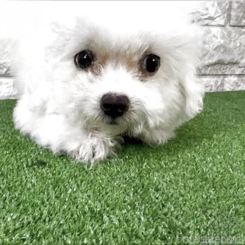 販売中の埼玉県のビションフリーゼ-437881の1枚目