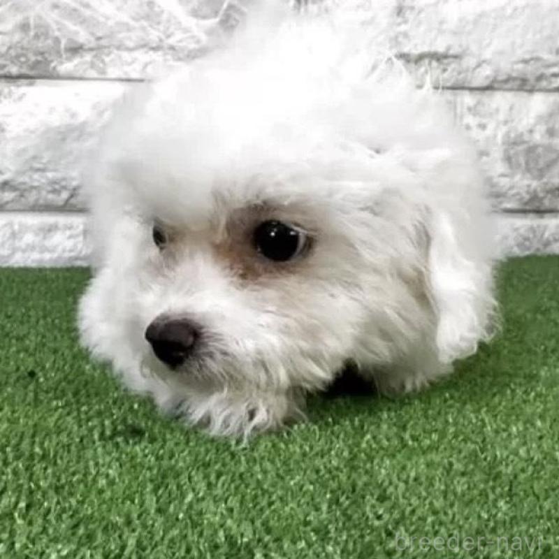 販売中の埼玉県のビションフリーゼ-437881の3枚目