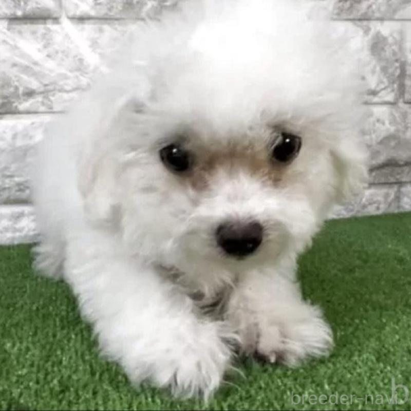 販売中の埼玉県のビションフリーゼ-437881の2枚目