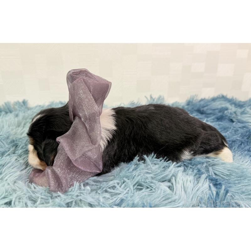 販売中の埼玉県のキャバリアキングチャールズスパニエル-437882の5枚目