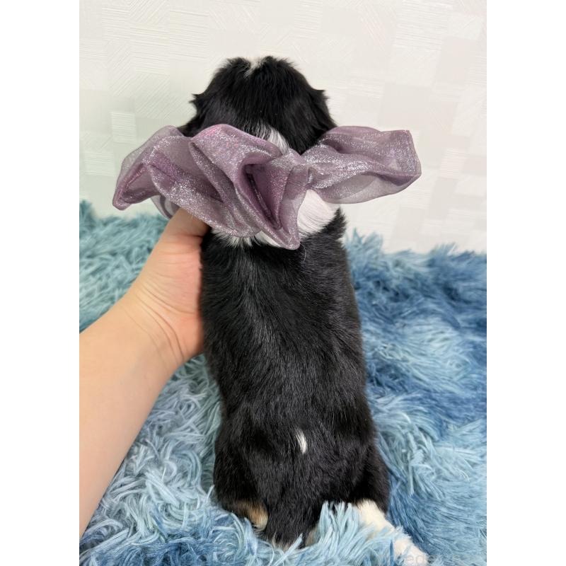 販売中の埼玉県のキャバリアキングチャールズスパニエル-437882の4枚目