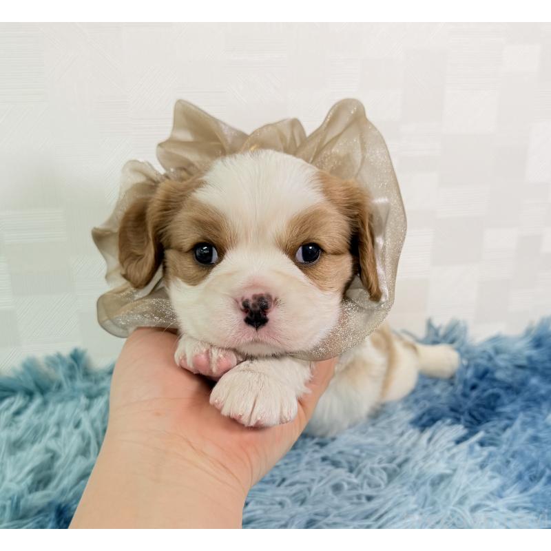 販売中の埼玉県のキャバリアキングチャールズスパニエル-437883の5枚目