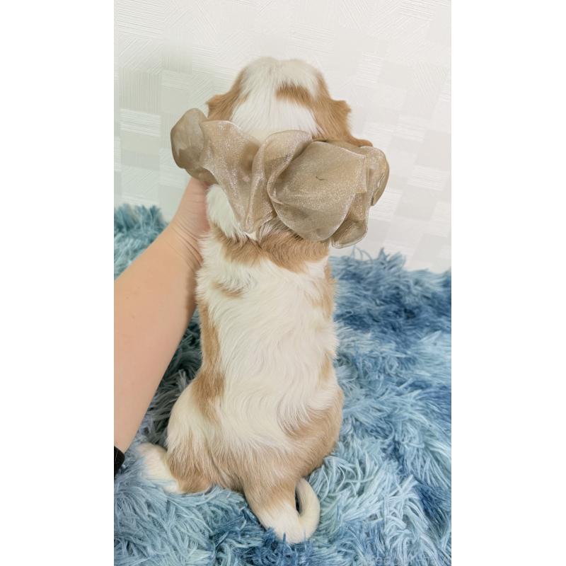 販売中の埼玉県のキャバリアキングチャールズスパニエル-437883の3枚目