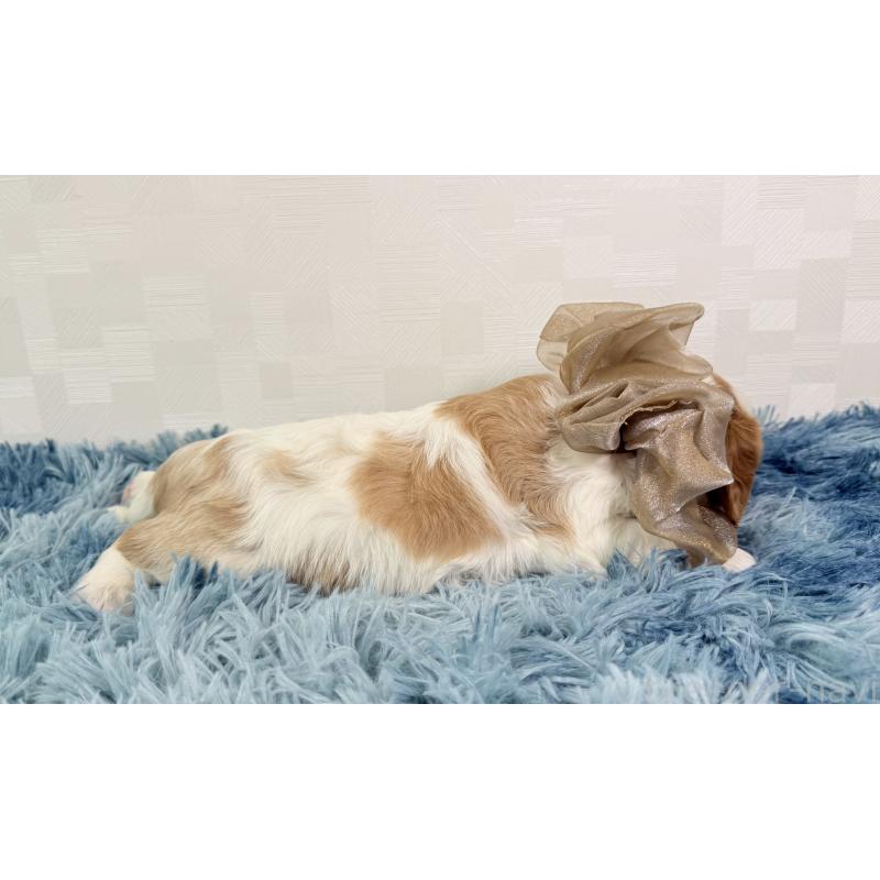 販売中の埼玉県のキャバリアキングチャールズスパニエル-437883の2枚目