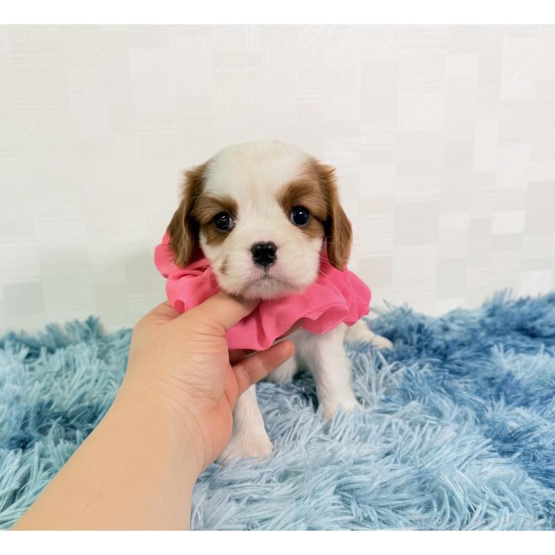 販売中の埼玉県のキャバリアキングチャールズスパニエル-437884の5枚目