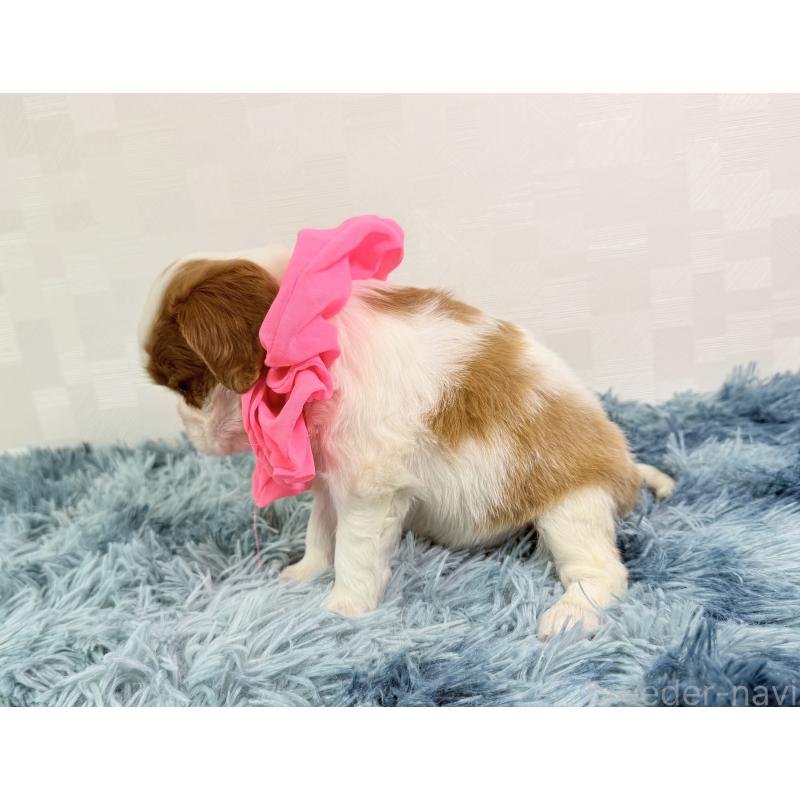 販売中の埼玉県のキャバリアキングチャールズスパニエル-437884の4枚目