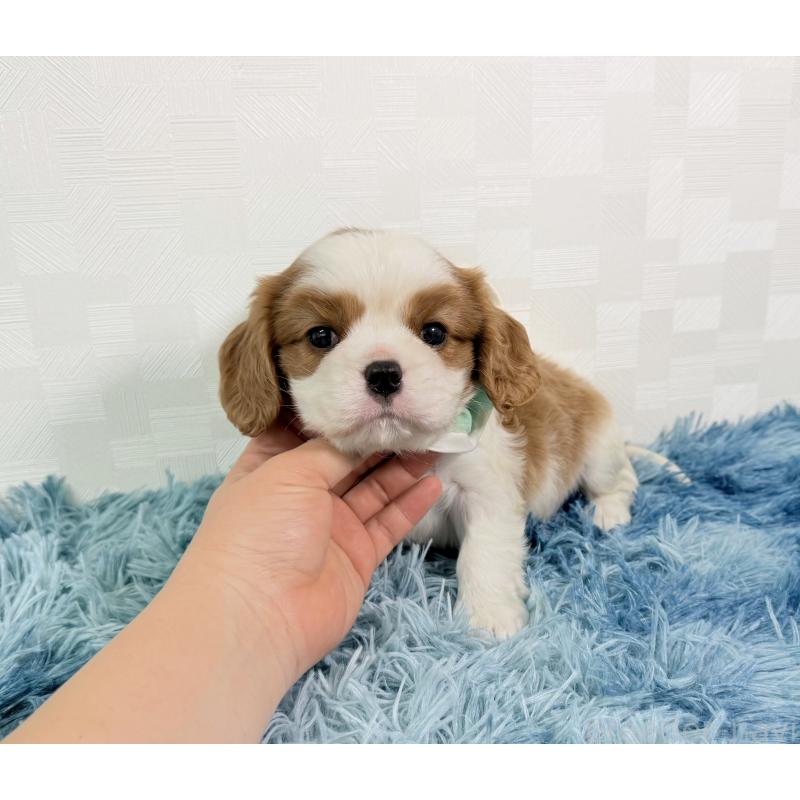 販売中の埼玉県のキャバリアキングチャールズスパニエル-437885の5枚目