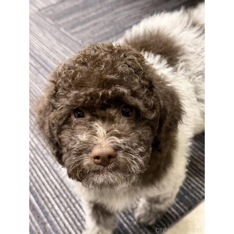 販売中の群馬県のロマーニャウォータードッグ(ラゴット)-437887の4枚目