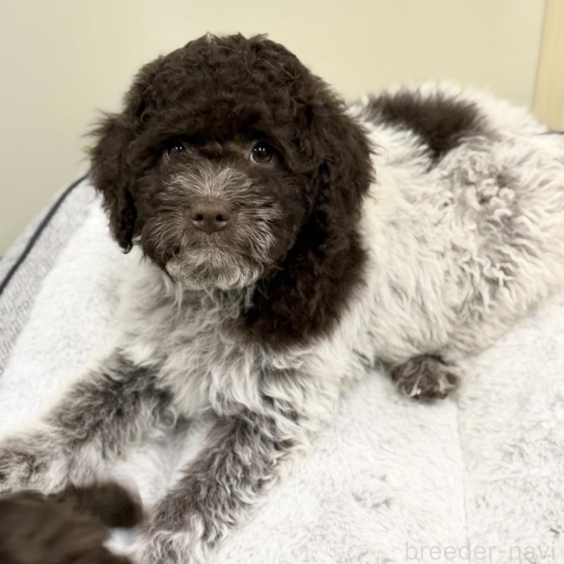 販売中の群馬県のロマーニャウォータードッグ(ラゴット)-437887の1枚目