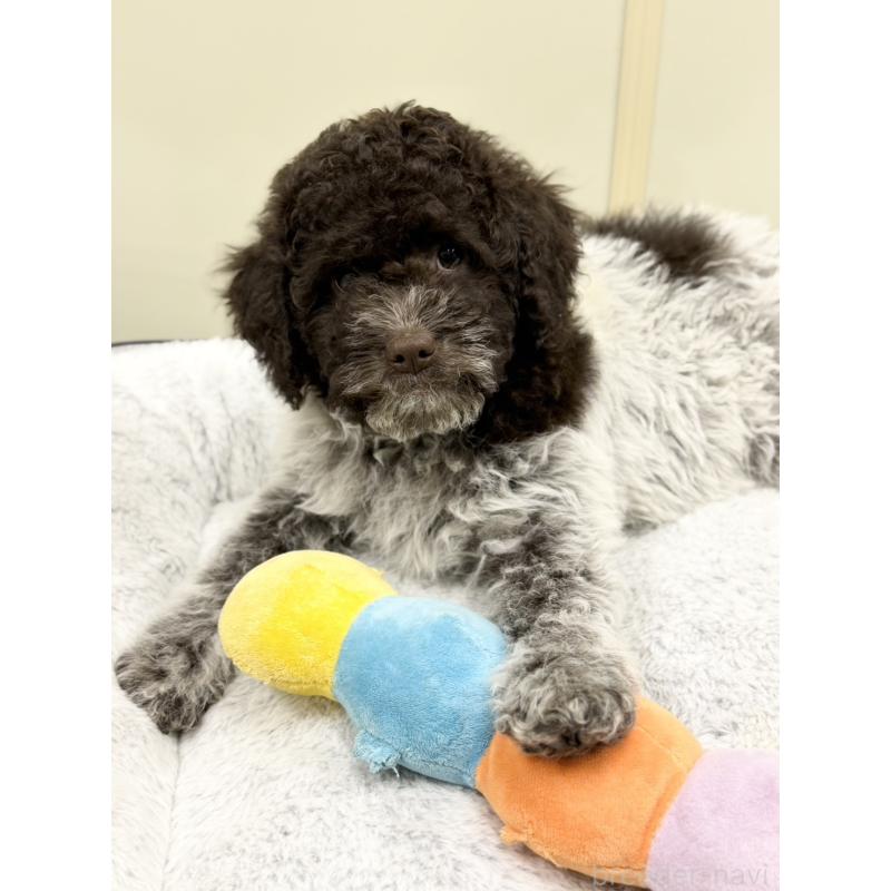 販売中の群馬県のロマーニャウォータードッグ(ラゴット)-437887の3枚目