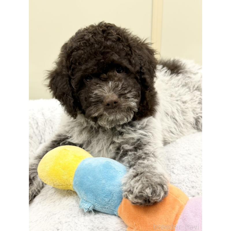 販売中の群馬県のロマーニャウォータードッグ(ラゴット)-437887の2枚目