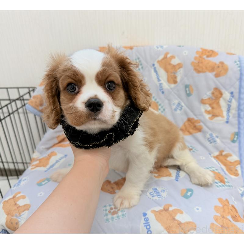 販売中の埼玉県のキャバリアキングチャールズスパニエル-429386の5枚目