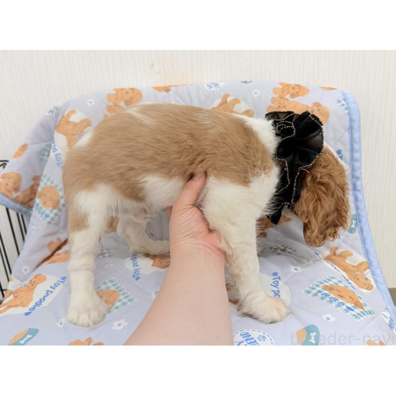 販売中の埼玉県のキャバリアキングチャールズスパニエル-429386の4枚目