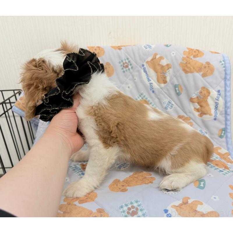 販売中の埼玉県のキャバリアキングチャールズスパニエル-429386の2枚目