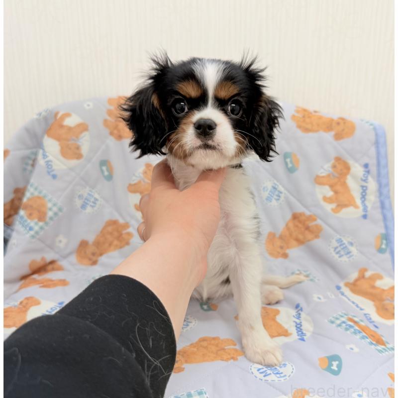 成約済の埼玉県のキャバリアキングチャールズスパニエル-428071の5枚目