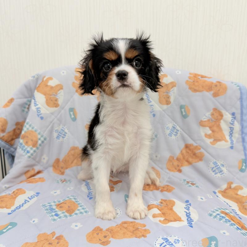 成約済の埼玉県のキャバリアキングチャールズスパニエル-428071の1枚目