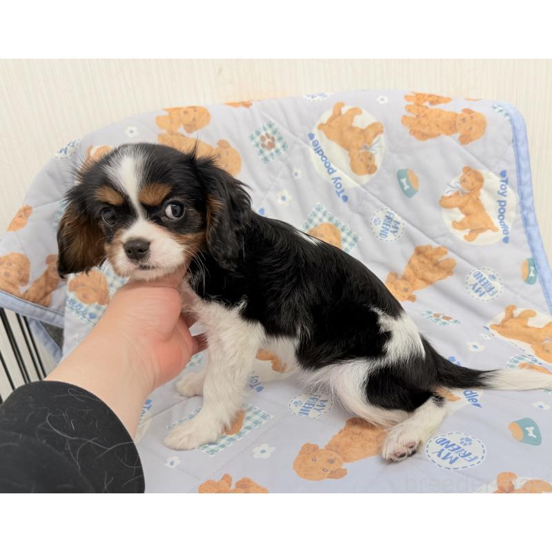 成約済の埼玉県のキャバリアキングチャールズスパニエル-428071の4枚目
