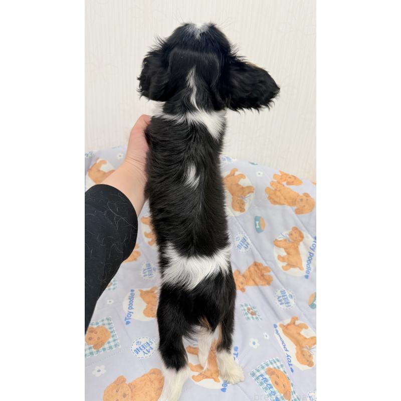 成約済の埼玉県のキャバリアキングチャールズスパニエル-428071の3枚目