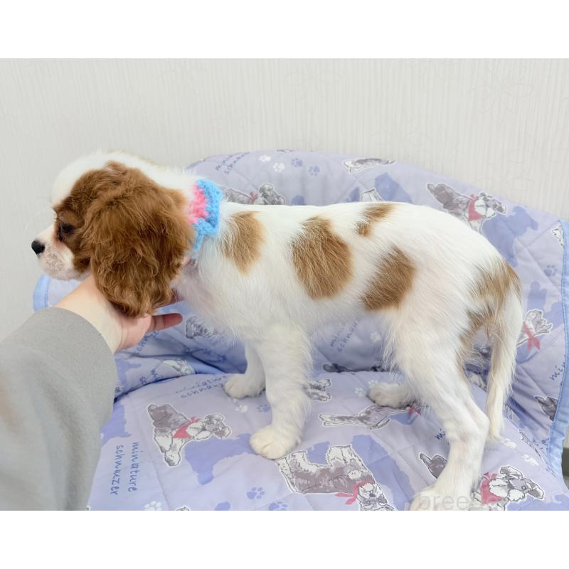 成約済の埼玉県のキャバリアキングチャールズスパニエル-423546の4枚目