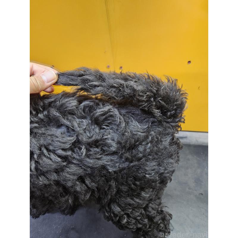 販売中の兵庫県のスタンダードプードル-437890の5枚目