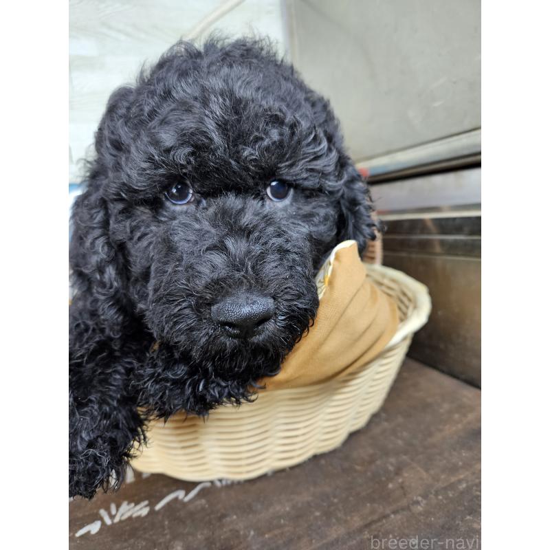 販売中の兵庫県のスタンダードプードル-437890の4枚目