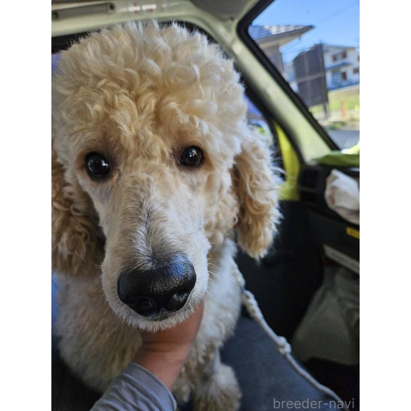 販売中の兵庫県のスタンダードプードル-437890の3枚目
