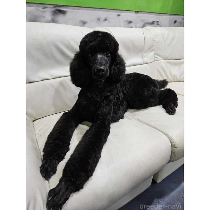 販売中の兵庫県のスタンダードプードル-437890の2枚目