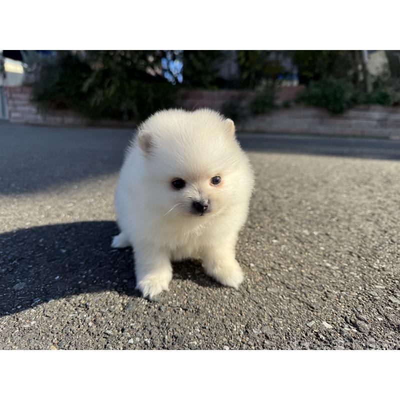 販売中の福岡県のポメラニアン-437891の7枚目