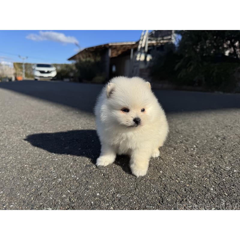 販売中の福岡県のポメラニアン-437891の6枚目