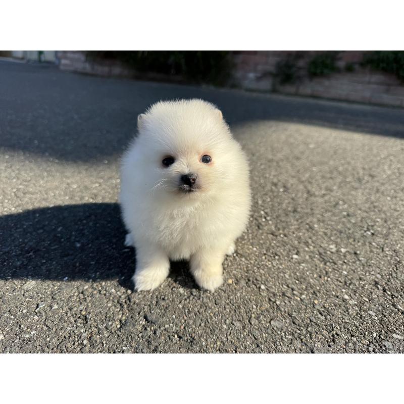 販売中の福岡県のポメラニアン-437891の5枚目