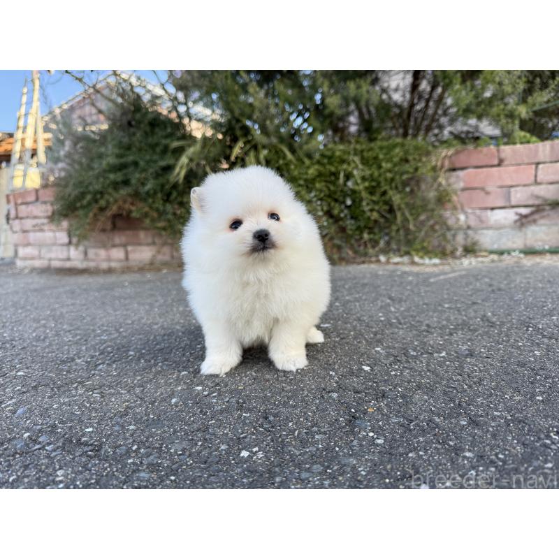 販売中の福岡県のポメラニアン-437891の4枚目